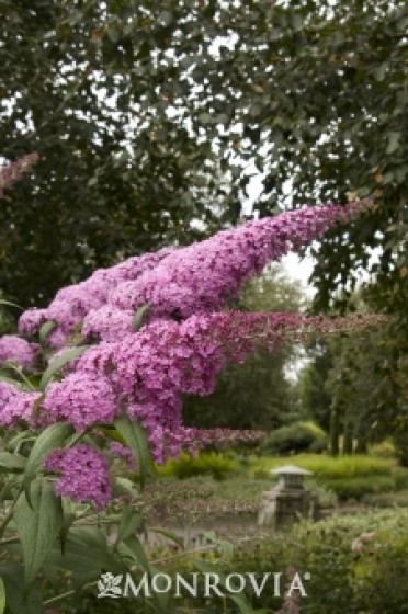 Butterfly Bush 'Pink Delight'