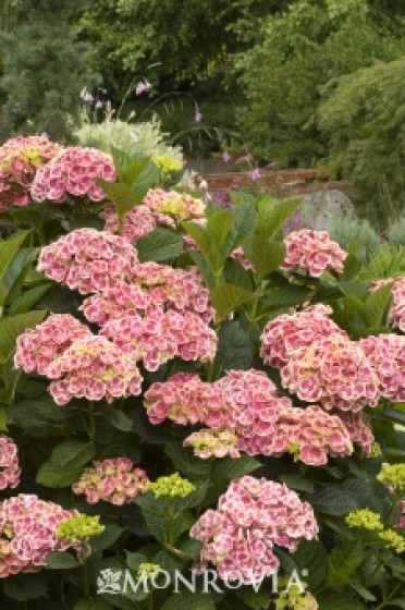 Buttons 'N Bows® Hydrangea