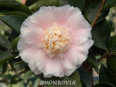 Camelia 'Elegans Splendor'