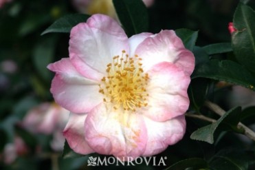 Camellia 'Apple Blossom'