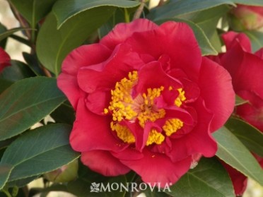 Camellia 'Bob Hope'
