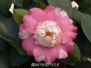 Camellia 'Chandleri Elegans' Variegated 