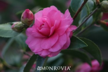 Camellia 'Chansonette'