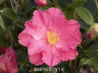 Camellia 'Coral Delight'
