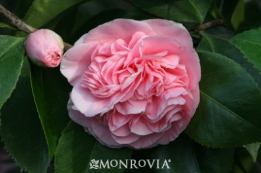 Camellia 'Debutante'