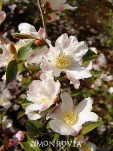 Camellia 'Fairy Blush'