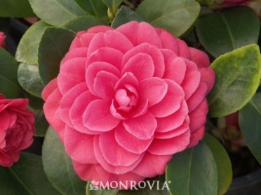 Camellia 'Glen 40'