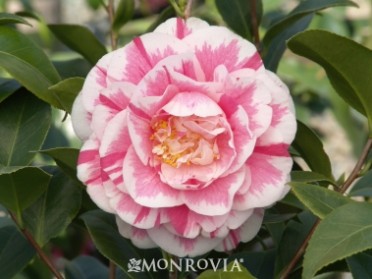 Camellia 'Jordan's Pride'