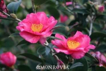 Camellia 'Kanjiro'