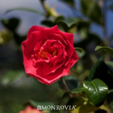 Camellia 'Kramer's Supreme'