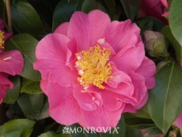 Camellia 'Kumasaka'