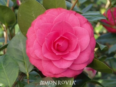 Camellia 'Mathotiana Supreme'
