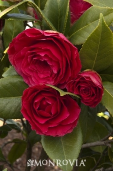 Camellia 'Nuccio's Bella Rossa'