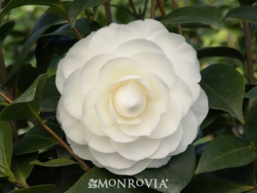 Camellia 'Nuccio's Gem'