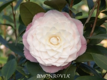 Camellia 'Nuccio's Pearl'