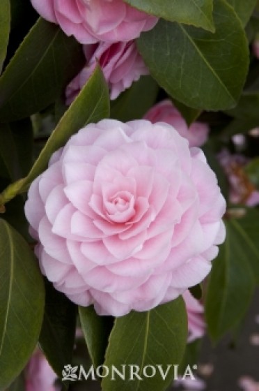 Camellia 'Pearl Maxwell'