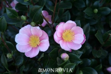 Camellia 'Pink Yuletide'