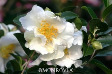Camellia 'Setsugekka'