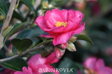 Camellia 'Shishi Gashira' 