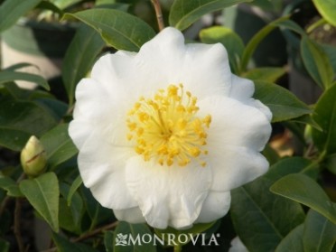 Camellia 'Silver Waves'