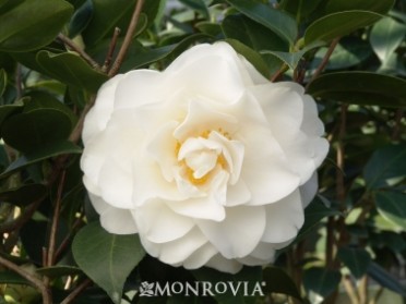 Camellia 'Swan Lake'