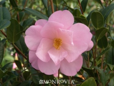 Camellia 'Taylor's Perfection'