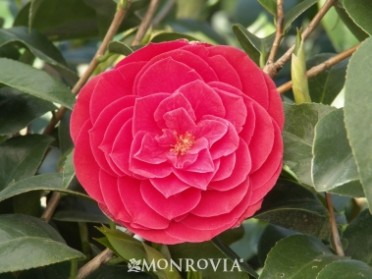 Camellia 'Tom Knudsen'