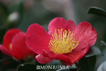 Camellia 'Yuletide'