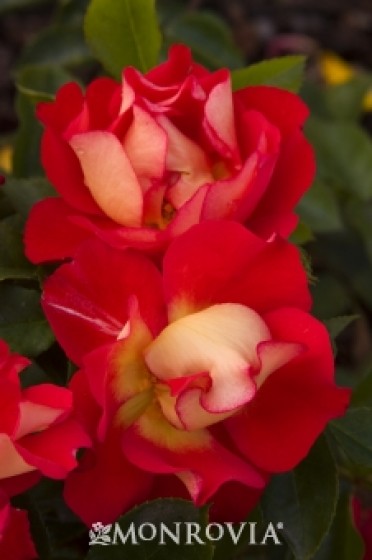 Caramba® Shrub Rose