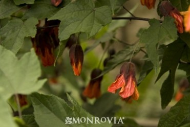 Cascade Dawn Flowering Maple