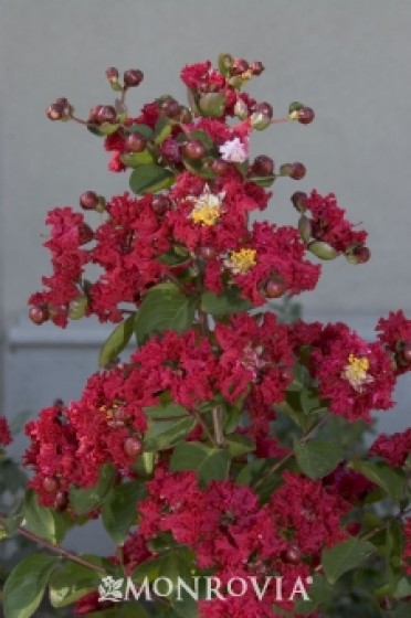 Centennial Spirit Crape Myrtle