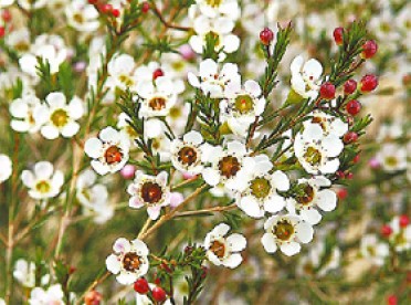 Chamelaucium 'Albany Pearl'