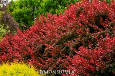 Cherry Bomb® Japanese Barberry