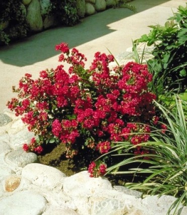 Chica(R) Red Dwarf Crape Myrtle