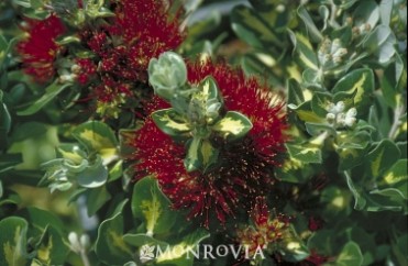 Christmas Tree Variegated New Zealand 