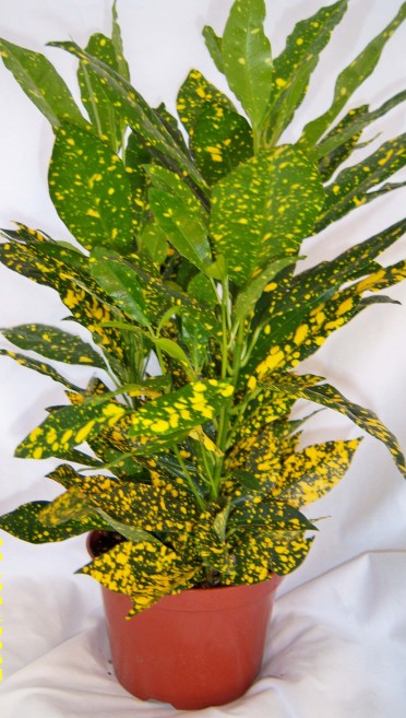 Codiaeum variegatum 'Croton Gold Dust'