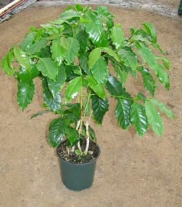 Coffea arabica 'Coffee Plant'