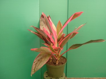 Cordyline terminalis 'Ti Plant Red Sister'