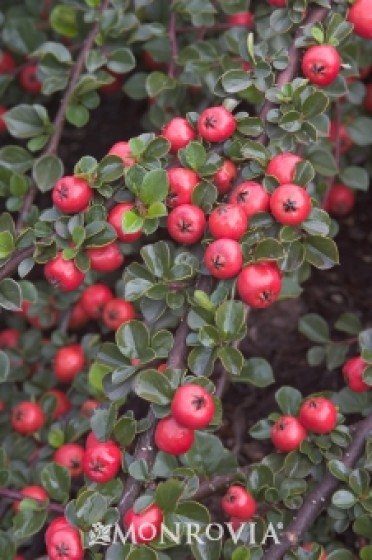 Cotoneaster 'Cranberry'