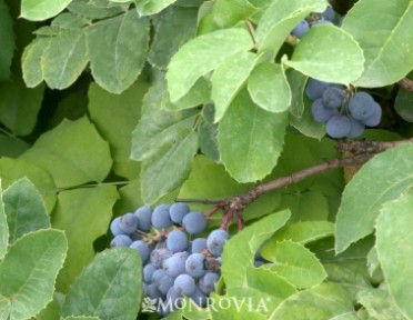 Creeping Mahonia