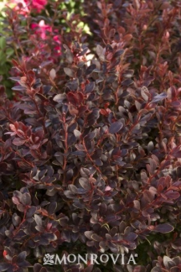 Crimson Ruby® Japanese Barberry