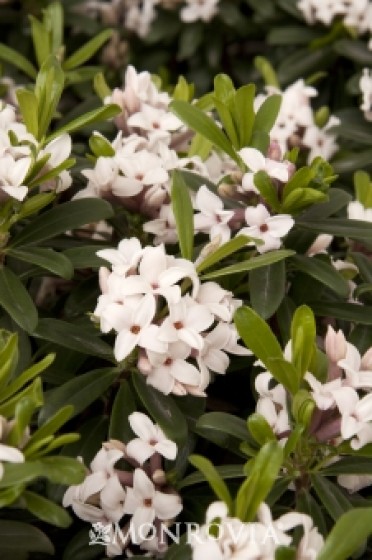 Daphne 'Eternal Fragrance'