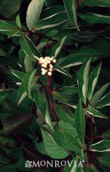 Dogwood 'Red Twig' 