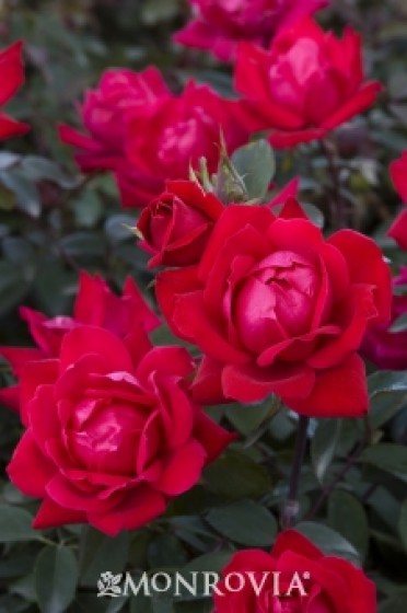 Double Knock Out® Rose