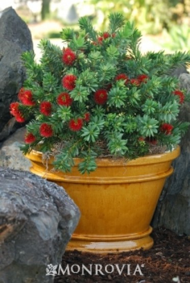 Dwarf Bottlebrush