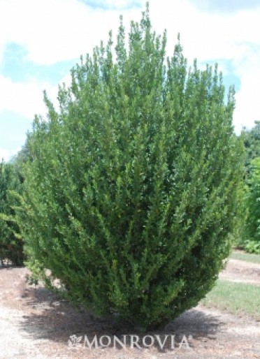 Emerald Colonnade(R) Ilex