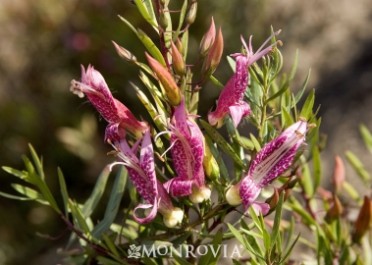 Emu Bush 'Spotted'