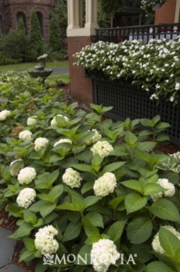 Endless Summer® Blushing Bride Hydrangea