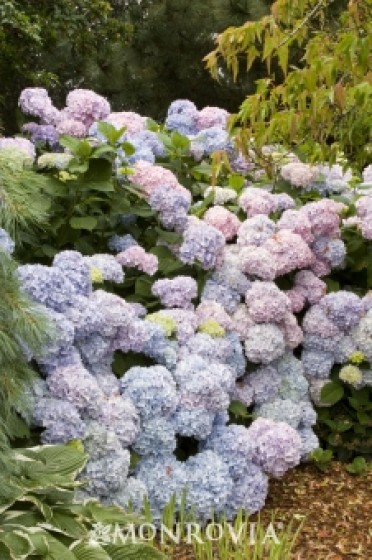 Endless Summer® Hydrangea