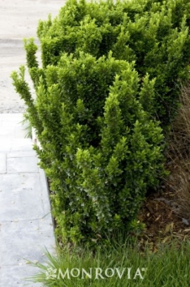 Euonymus 'Green Spire'